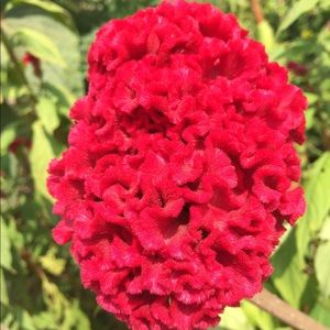 Meet your Posher, Dee